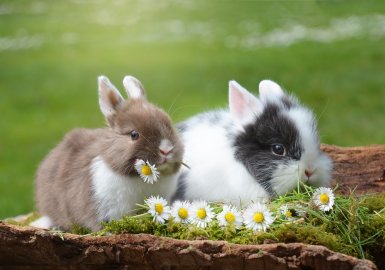 Co trzeba wiedzieć przed zakupem królika miniaturki